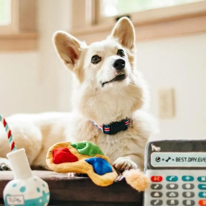 Back to School Dog Toy - Puppy's Palette
