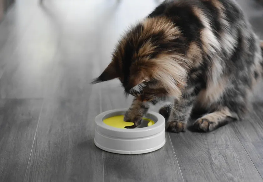BeOneBreed - IntelliKatt - Interactive Bowl for Cats