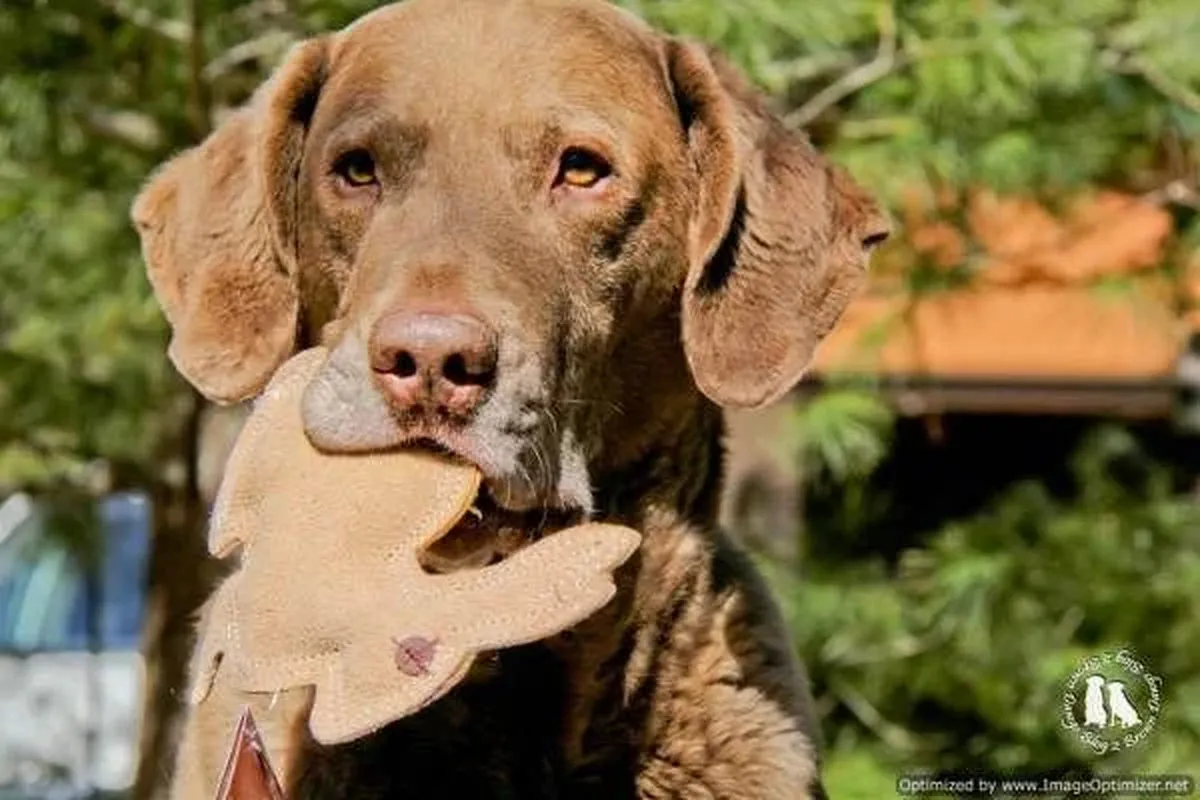 Dura-Fused Durable Leather Rabbit Dog Toy - Meet Bouncy Bunny! 🐰🐾