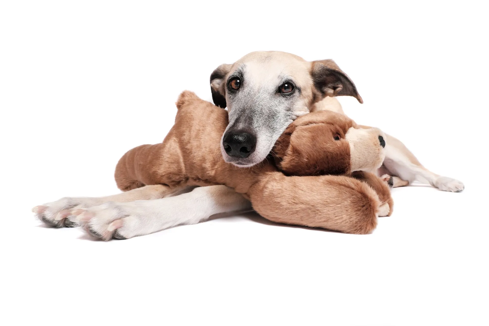 Fluff & Tuff Large and XL Plush Toys