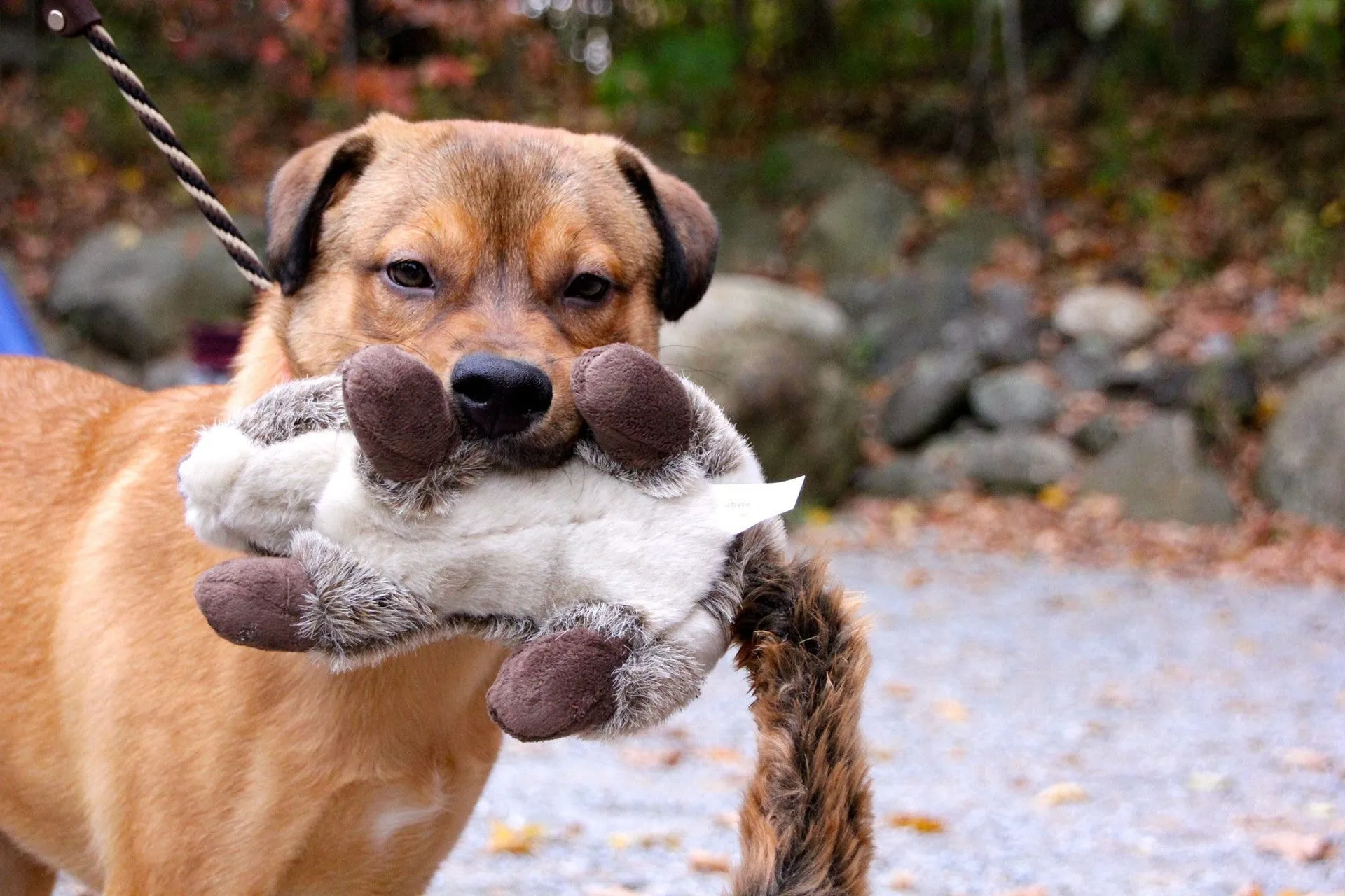 Fluff & Tuff Large and XL Plush Toys