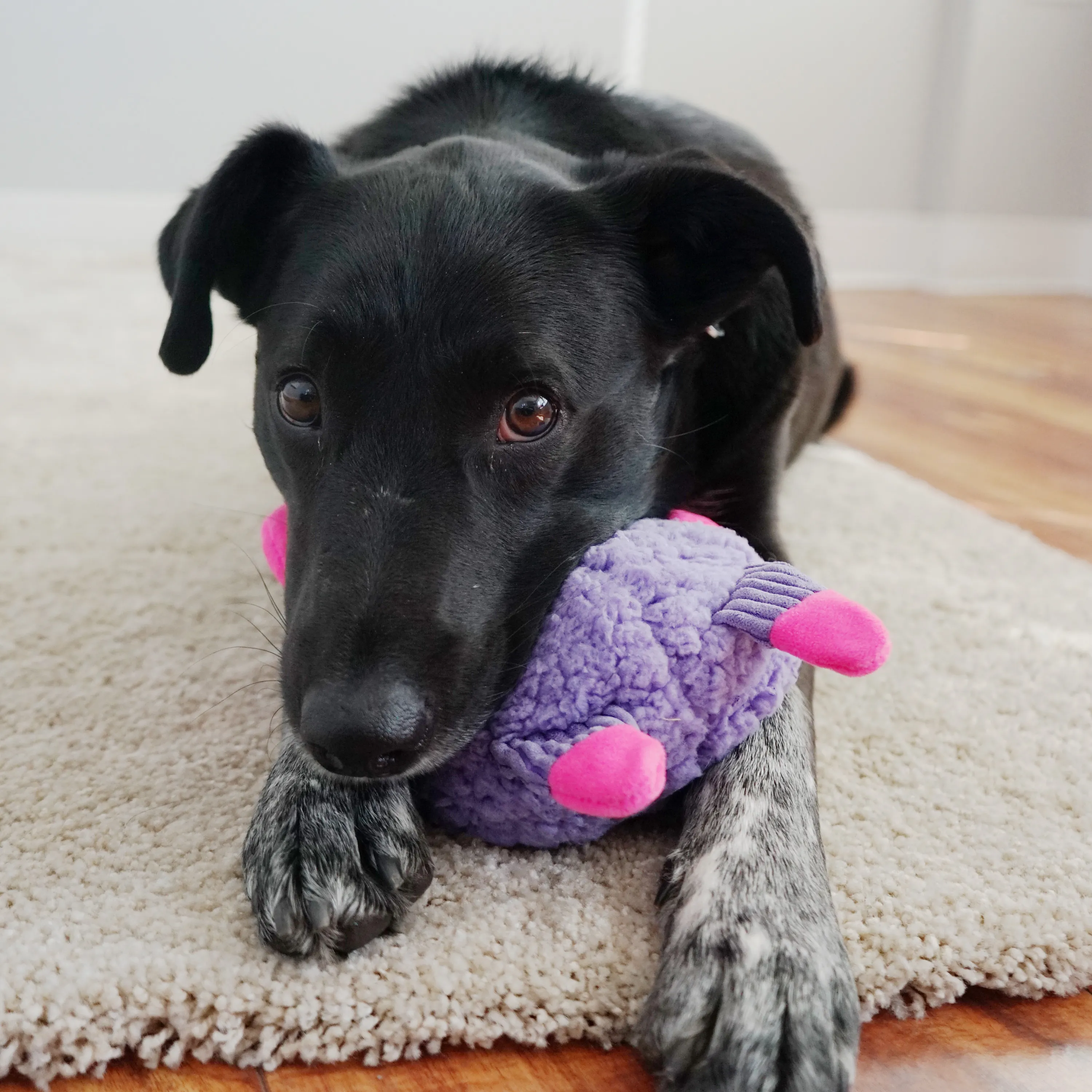 Kong Sherps Floofs Big Horn Dog Toy