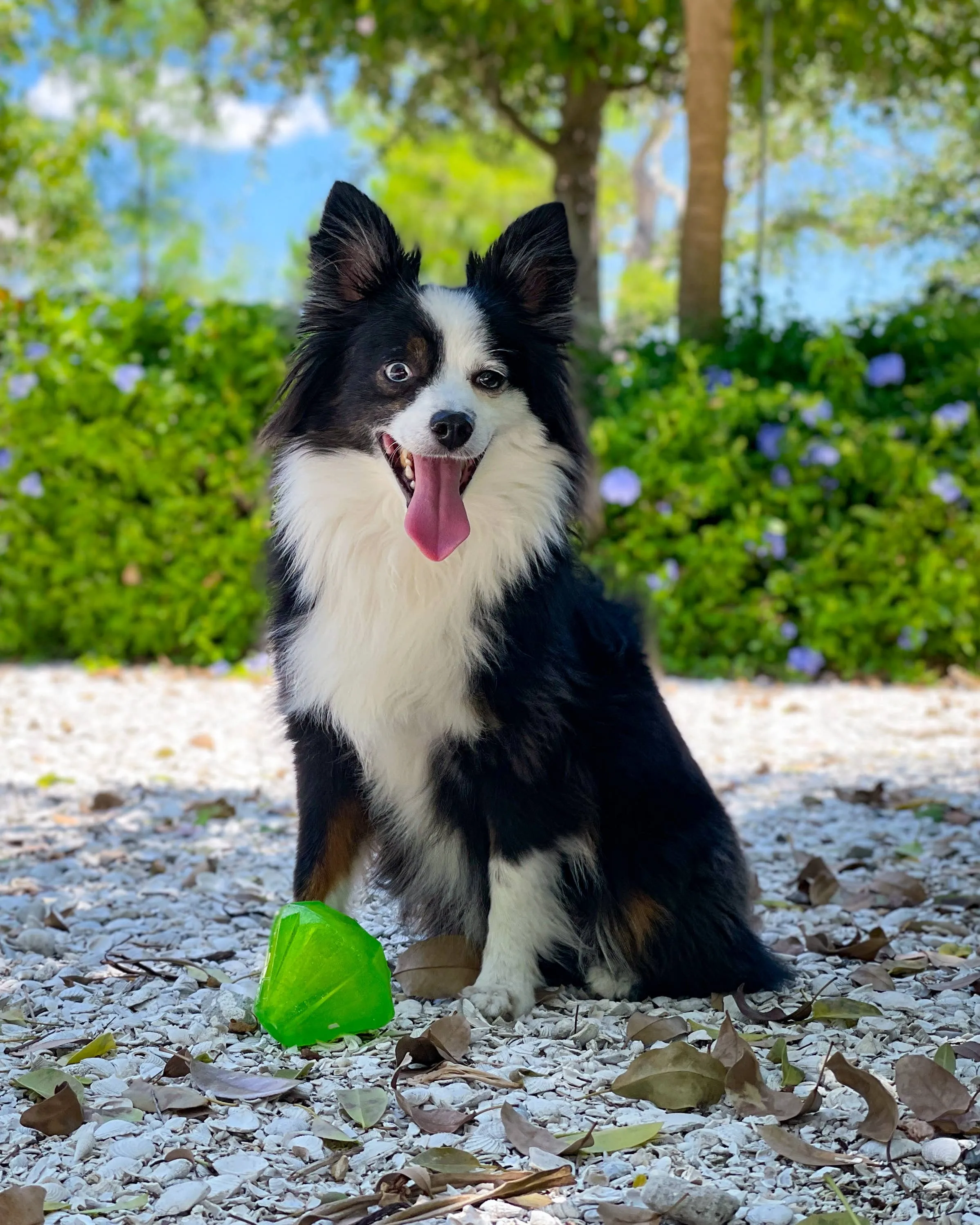 Spunky Pup - Squeaky Gems! - Diamond