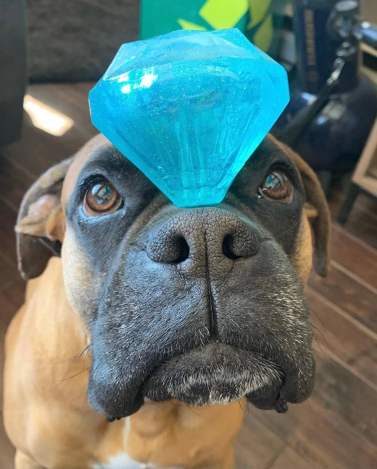 Spunky Pup - Squeaky Gems! - Diamond